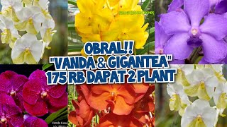 STOCK BARU VANDA amp GIGANTEA  175 RB DAPAT 2 PLANT no admin 085782741417 🙏💯 [upl. by Sokin]