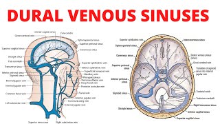 Dural Venous Sinuses [upl. by Berkly]