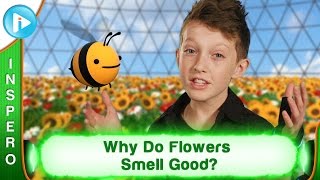 Why Do Flowers Smell Good [upl. by Nikita]