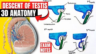 descent of testis anatomy 3d  anatomy of descent of testis embryology  development of testis [upl. by Lewap]