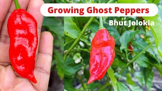 Growing Ghost Peppers  Bhut Jolokia  Growing Extremely Hottest Pepper in the World [upl. by Scharff848]