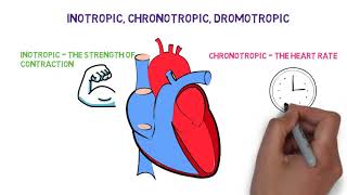 Inotropic chronotropic dromotropic effects of the Heart [upl. by Utas790]