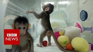 First monkeys cloned in Chinese lab  BBC News [upl. by Delgado]