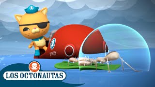 Los Octonautas Oficial En Español  Salvad a la familia  Episodios Completos [upl. by Ruhtracm149]