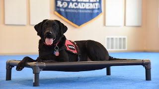 Frankie Labrador Retriever Psychiatric Service Dog Demonstration [upl. by Peednas616]