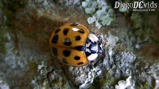 Harmonia axyridis  harlequin  Asian ladybeetle Coccinellidae [upl. by Eilahtan]