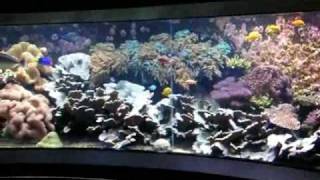 Giant 200° Panorama Tropical seawater reef tank  Salzwasserbecken  Aquazoo 4848 [upl. by Gaves]