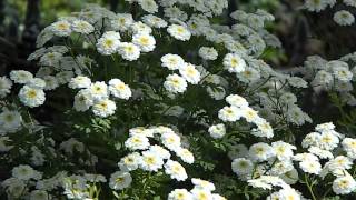 Tanacetum parthenium Double White [upl. by Ecnerwal348]