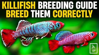 HOW TO BREED KILLIFISH 100 HATCHING RATE ✅  Secret to breeding Killifish  Serendib Aquatics [upl. by Nerej]