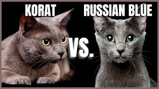 Korat Cat VS Russian Blue Cat [upl. by Camden]