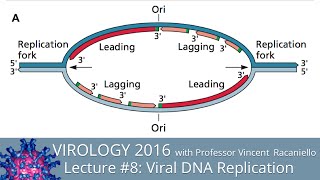 Virology Lectures 2016 8 Viral DNA Replication [upl. by Mide277]