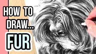 How to Draw Fur for Beginners  Drawing Realistic Fur with Graphite Step by Step [upl. by Grand]