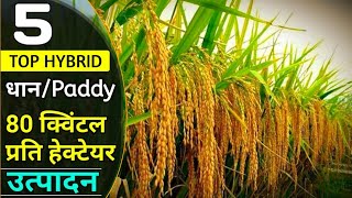 Top 5 Hybrid Paddy Seeds  dhaan ki Variety [upl. by Waverly]