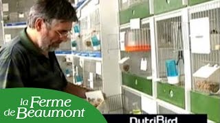 Verselelaga présente la gamme daliments Nutribird oiseaux  Ferme de Beaumont [upl. by Yelreveb39]