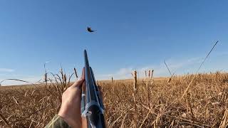 Dogless Upland Bird Hunting [upl. by Nnair980]