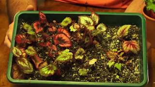 begonia cuttings [upl. by Saberhagen]