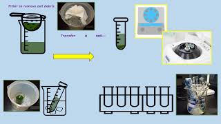 AQA A LEVEL BIOLOGY  REQUIRED PRACTICAL 8 PHOTOSYNTHESIS DEHYDROGENASE ACTIVITY [upl. by Gianni]