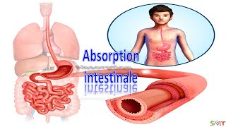 Labsorption intestinale 3 AC [upl. by Yrolg138]