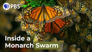 Watch a Breathtaking Monarch Butterfly Swarm [upl. by Idnahc]