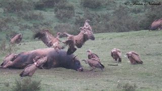 Carroñeros en acción buitres zorro lobos  HD [upl. by Aihsila]