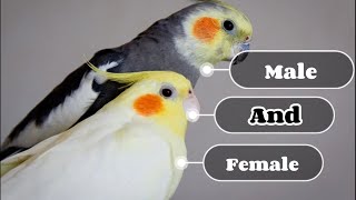 3 simple way to identify cockatiel male and female [upl. by Brasca]