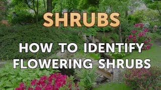 How to Identify Flowering Shrubs [upl. by Fesoy848]