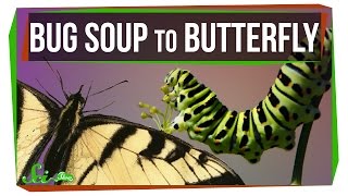 How Does Bug Soup Become a Butterfly [upl. by Oehsen909]