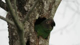 Periquitodecabeçasuja  Aratinga weddellii  Duskyheaded Parakeet [upl. by Burch17]