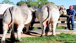 Grey Brahman bulls going to collection center  JD Hudgins Ranch [upl. by Ybba]