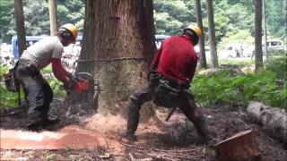 200年生吉野杉 伐採 特殊な伐り方解説字幕付き 奈良県吉野郡川上村 [upl. by Lajet]