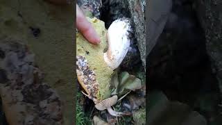 edible porcini mushrooms suppilovahvero foodforaging asmr organic shortsvideo [upl. by Lemyt704]