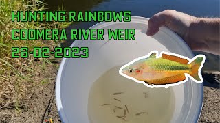 Coomera River Weir  Chasing Rainbowfish [upl. by Lynnworth312]