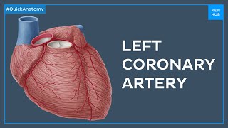 Left coronary artery and its branches  Quick Anatomy  Kenhub [upl. by Eimareg]