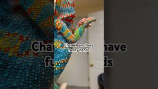 Mittens clampers grabbers chameleons really do have the funniest hands funnypets petvideos [upl. by Specht252]