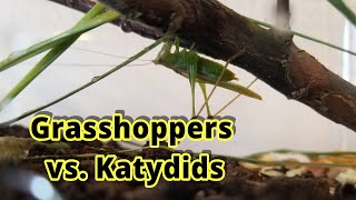 Grasshoppers vs Katydids How to Distinguish Them [upl. by Anairdna]