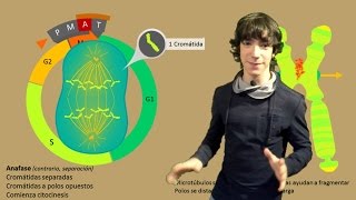 Mitosis Paso a Paso [upl. by Mcnutt334]