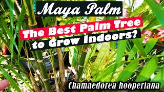 MAYA PALM The Best Palm To Grow Indoors  How to Grow Chamaedorea hooperiana [upl. by Gavette]