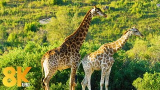 8K Wildlife of Gondwana Game Reserve Africa  7 HOURS of Amazing Wild Animals NO MUSIC [upl. by Aruat]