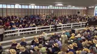 Auctioneer Dale Chupp selling horses [upl. by Edahs]