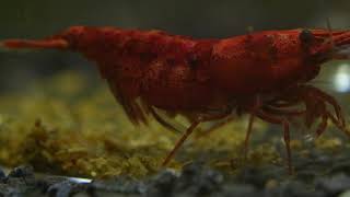 Neocaridina Shrimp Cherry shrimp BirthHatching [upl. by Anibur]