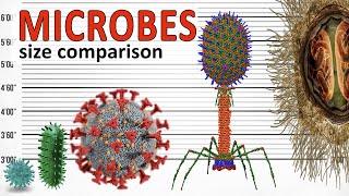 Microbes  Size Comparison  The Biggest Microorganisms Bacteria and Viruses [upl. by Walford]