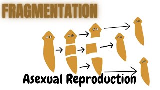 FragmentationBiology [upl. by Alaik]