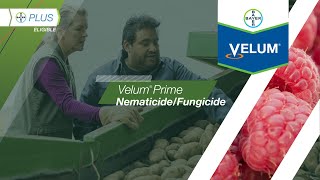 Velum® Prime NematicideFungicide [upl. by Pax]