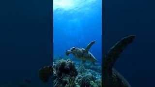 Turtle in Tubbataha Reef National Park CritterHunter [upl. by Demeyer]