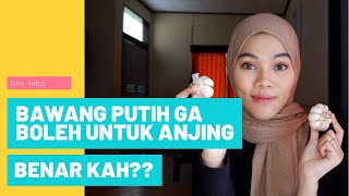 BAWANG PUTIH UNTUK ANJING AMANKAH [upl. by Cohbert]