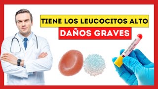 😱 ¿Qué Pasa si Tengo los Glóbulos Blancos Leucocitos ALTOS Esto es lo que OCURRE a tu SALUD [upl. by Lesly]