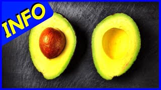 Mexicola Avocado Tree INFO [upl. by Owain]