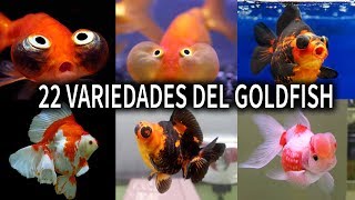 LAS 22 VARIEDADES DEL PEZ GOLDFISH  VARIEDADES DEL PEZ GOLDFISH  AcuariosLP [upl. by Theola]