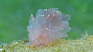 Cyerce Elegans CloseUp in Dauin Philippines Nudibranch [upl. by Attenod]