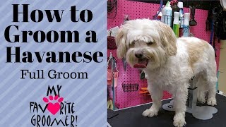 How to Groom a Havanese [upl. by Oates]